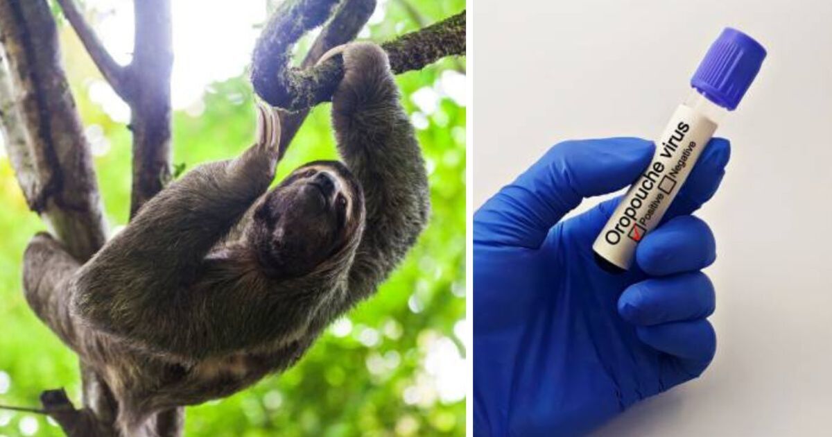 Sloth virus warning as cases surge through Europe | World | News