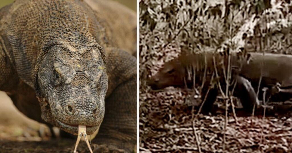 'Watch the terrifying moment I was charged by a Komodo dragon' | World | News