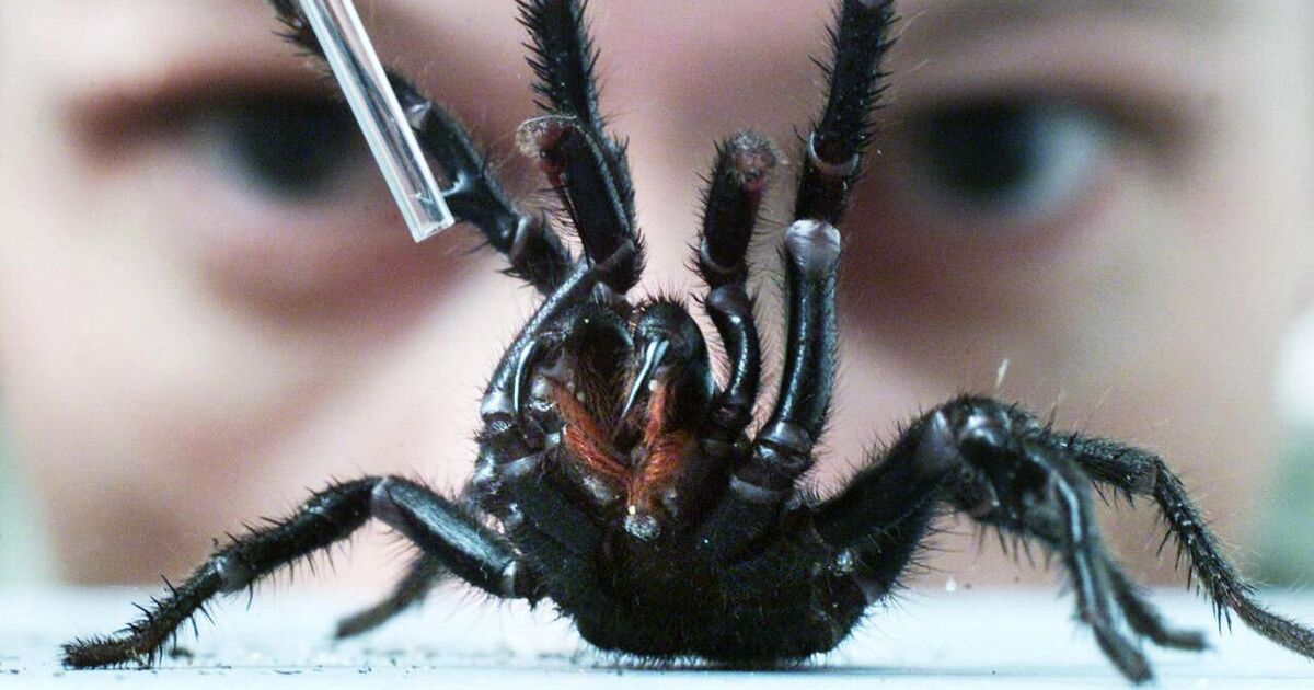 World’s deadliest spider so venomous its bite can kill in 5 minutes | World | News