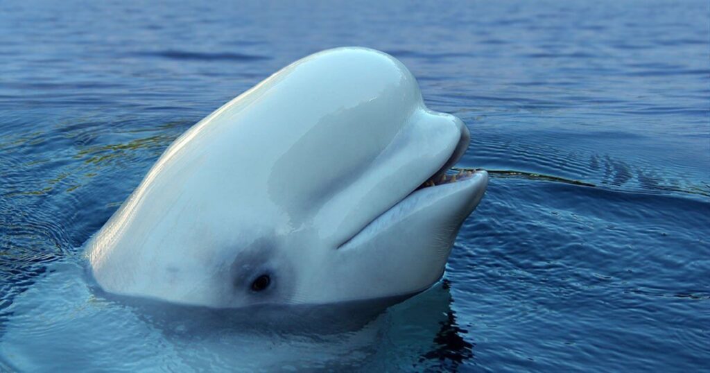 Mystery as beluga whale 'rumoured to be Russian spy' found dead in European waters | World | News